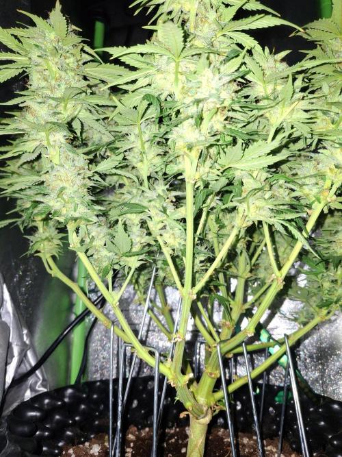 Blue Cheese Auto Royal Queen Seeds. Week 10