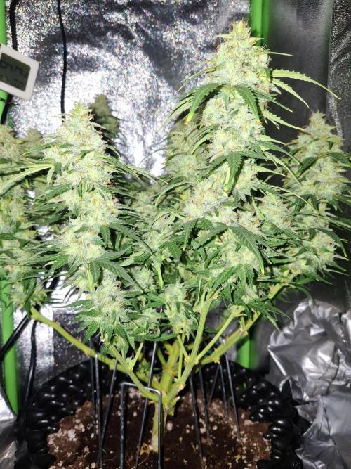 Blue Cheese Auto Royal Queen Seeds. Week 10