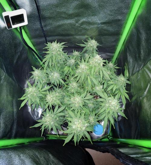 Blue Cheese Auto Royal Queen Seeds. Week 10