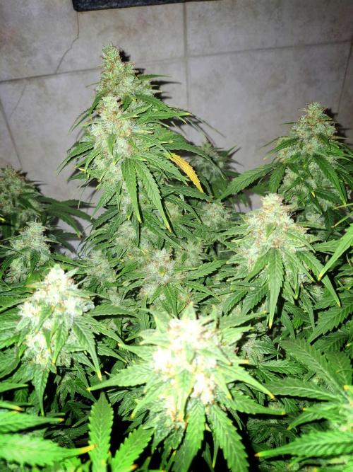 Blue Cheese Auto Royal Queen Seeds. Week 11