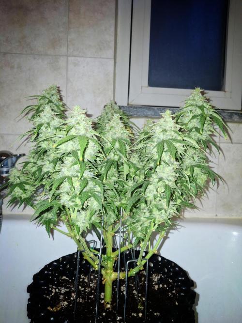Blue Cheese Auto Royal Queen Seeds. Week 11