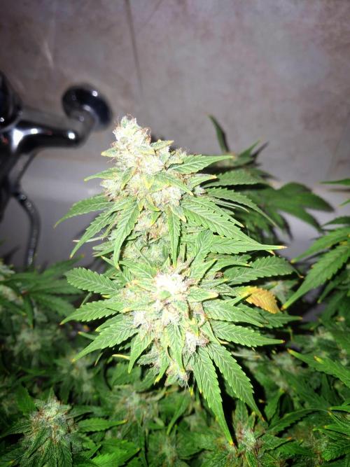 Blue Cheese Auto Royal Queen Seeds. Week 11