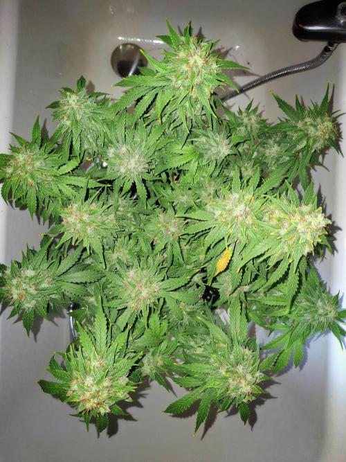 Blue Cheese Auto Royal Queen Seeds. Week 11