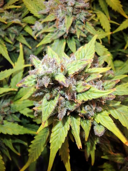 Blue Cheese Auto Royal Queen Seeds. Week 12