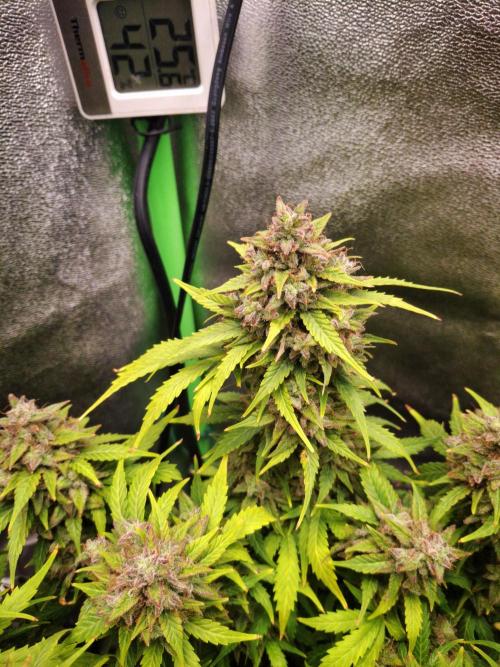 Blue Cheese Auto Royal Queen Seeds. Week 12