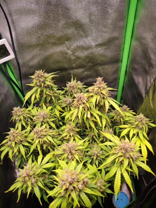 Blue Cheese Auto Royal Queen Seeds. Week 12