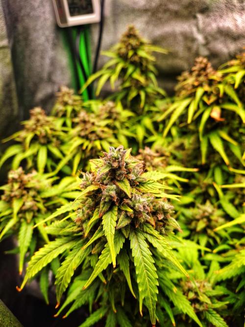 Blue Cheese Auto Royal Queen Seeds. Week 12