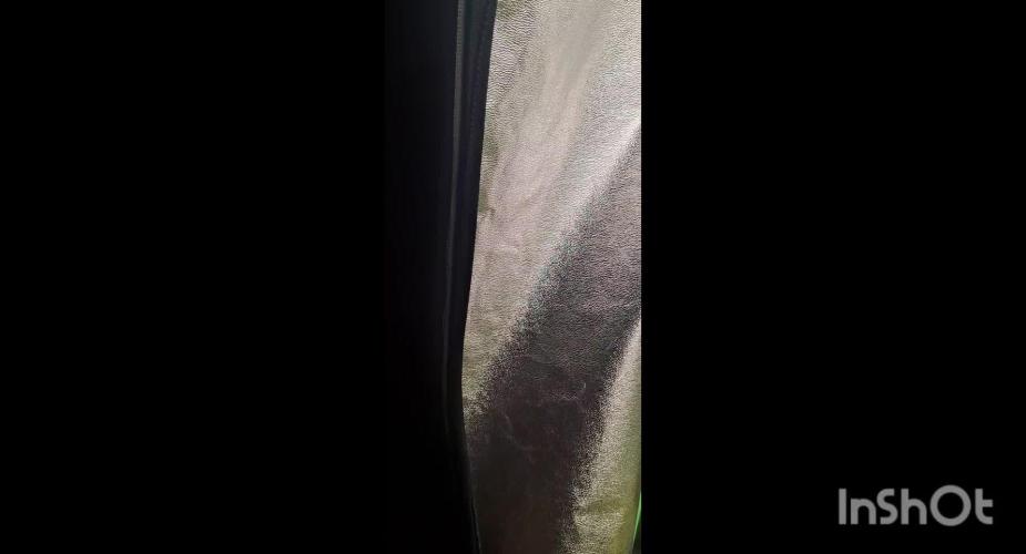 Blue Cheese Auto Royal Queen Seeds