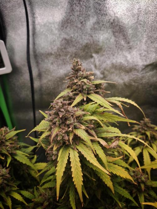 Blue Cheese Auto Royal Queen Seeds. Week 12