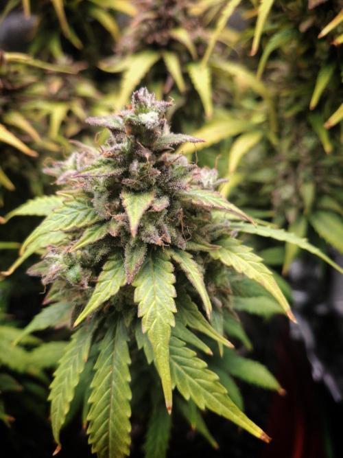 Blue Cheese Auto Royal Queen Seeds. Week 12