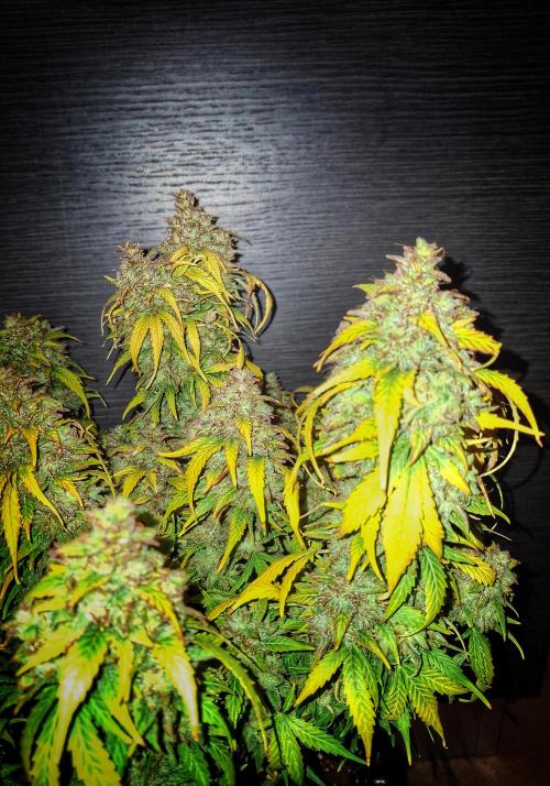 Blue Cheese Auto Royal Queen Seeds. Week 13