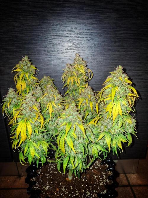 Blue Cheese Auto Royal Queen Seeds. Week 13