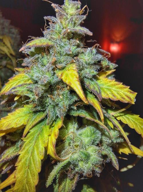 Blue Cheese Auto Royal Queen Seeds. Week 13