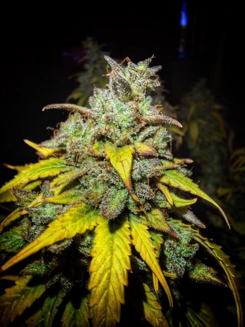 Blue Cheese Auto Royal Queen Seeds. Week 13