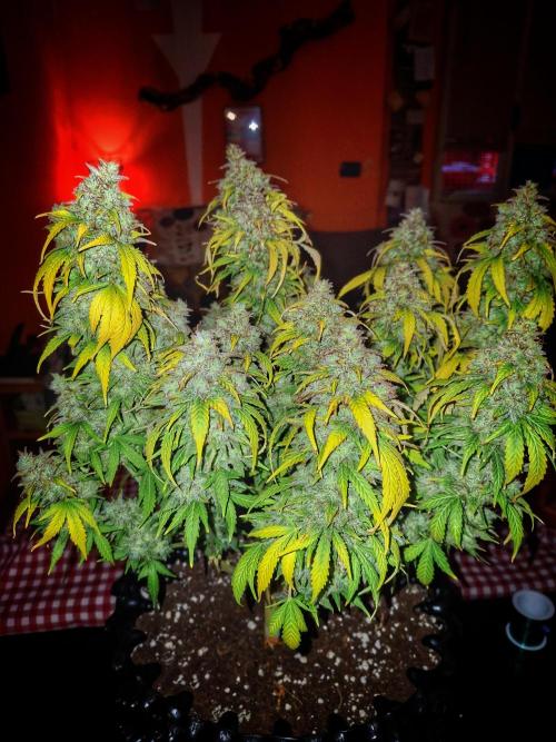 Blue Cheese Auto Royal Queen Seeds. Week 13