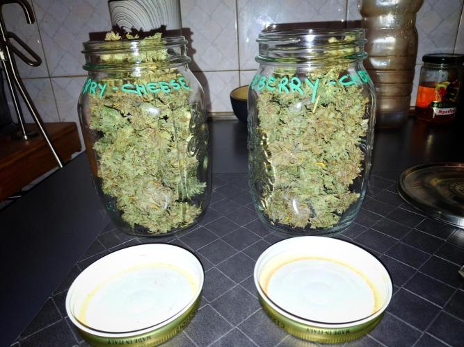 Blue Cheese Auto Royal Queen Seeds. Week 13