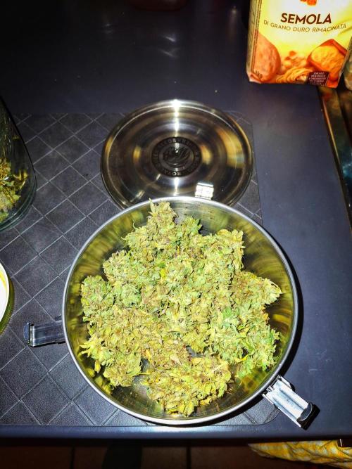 Blue Cheese Auto Royal Queen Seeds. Week 13