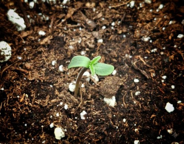 Sticky Orange XXL - Sensi Seeds. Week 0