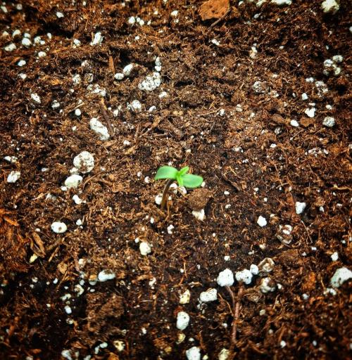 Sticky Orange XXL - Sensi Seeds. Week 0