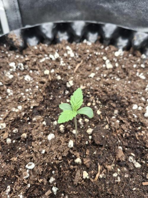 Sticky Orange XXL - Sensi Seeds. Week 0