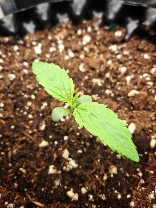 Sticky Orange XXL - Sensi Seeds. Week 0