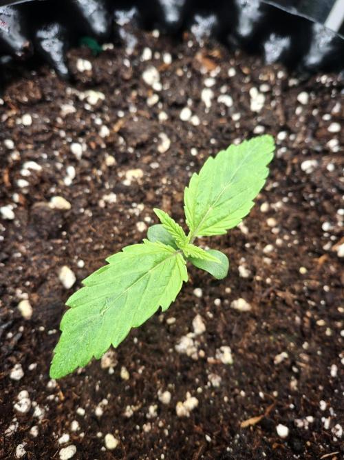 Sticky Orange XXL - Sensi Seeds. Week 0