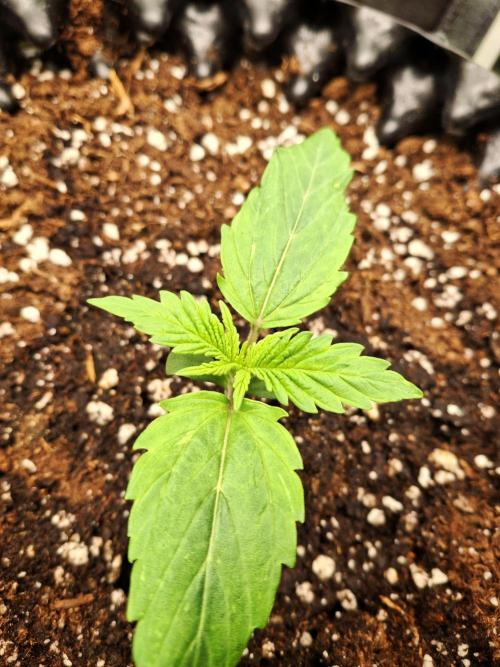 Sticky Orange XXL - Sensi Seeds. Week 1