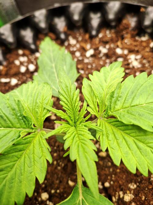 Sticky Orange XXL - Sensi Seeds. Week 1