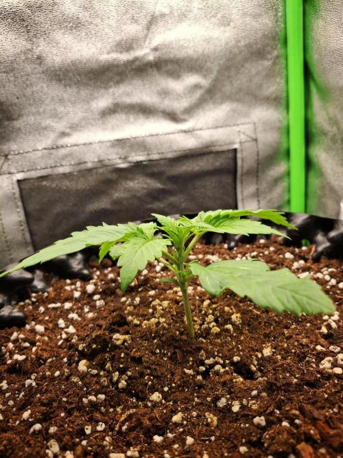 Sticky Orange XXL - Sensi Seeds. Week 1