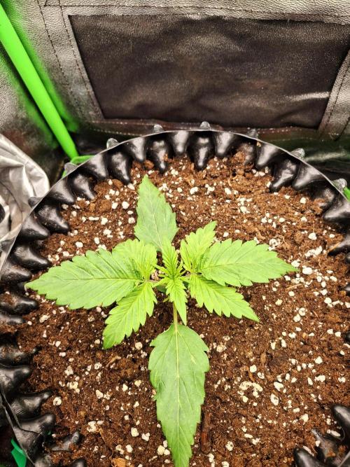 Sticky Orange XXL - Sensi Seeds. Week 1