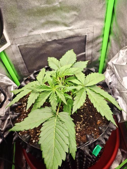 Sticky Orange XXL - Sensi Seeds. Week 2