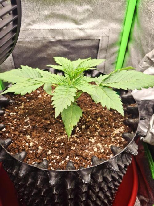 Sticky Orange XXL - Sensi Seeds. Week 2