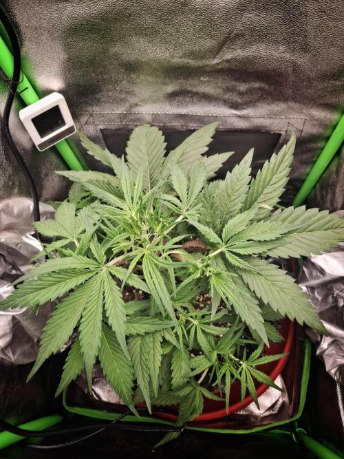 Sticky Orange XXL - Sensi Seeds. Week 3
