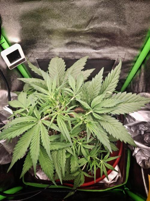 Sticky Orange XXL - Sensi Seeds. Week 3