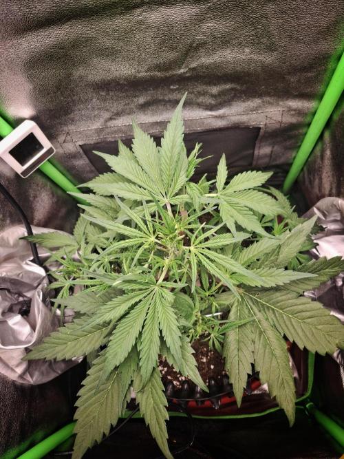 Sticky Orange XXL - Sensi Seeds. Week 3
