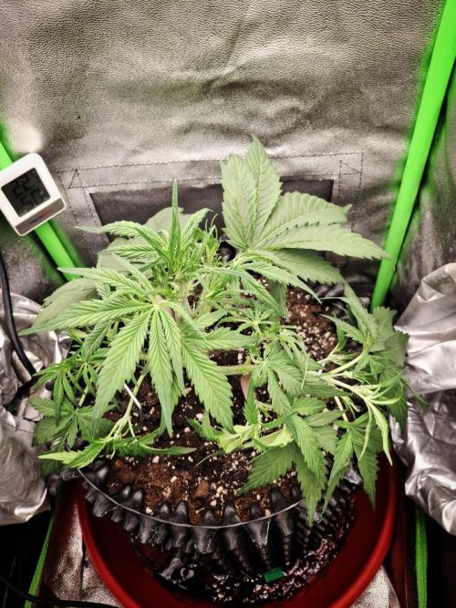 Sticky Orange XXL - Sensi Seeds. Week 3