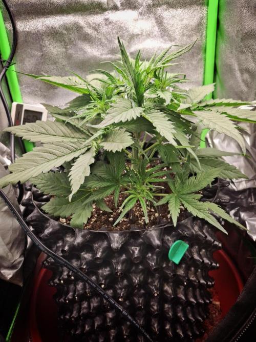 Sticky Orange XXL - Sensi Seeds. Week 3