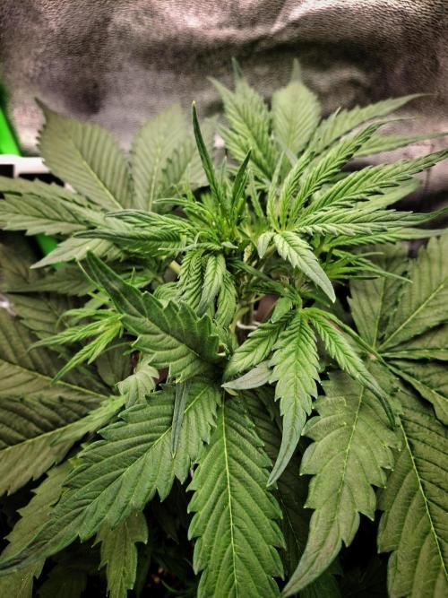 Sticky Orange XXL - Sensi Seeds. Week 3