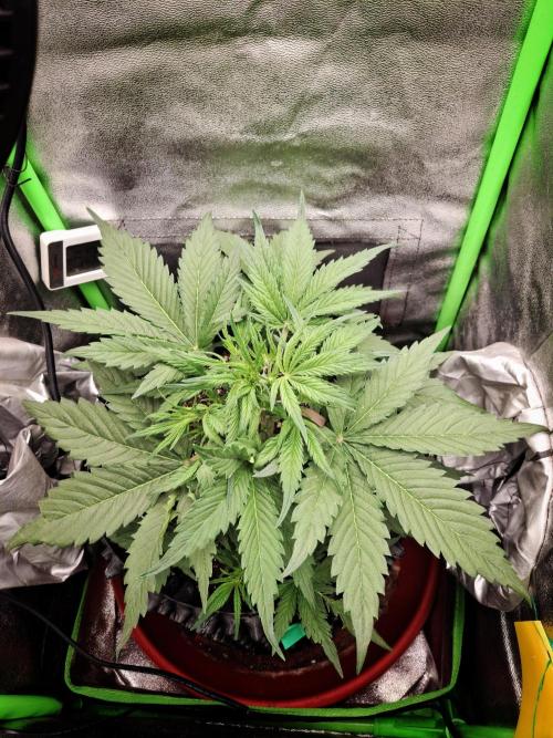 Sticky Orange XXL - Sensi Seeds. Week 3