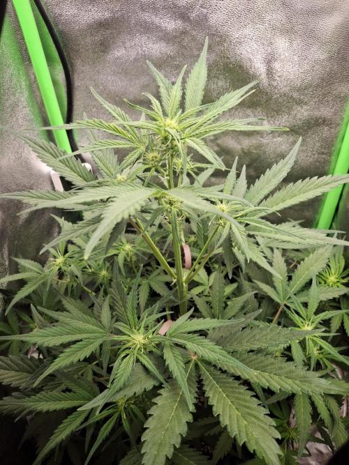 Sticky Orange XXL - Sensi Seeds. Week 4