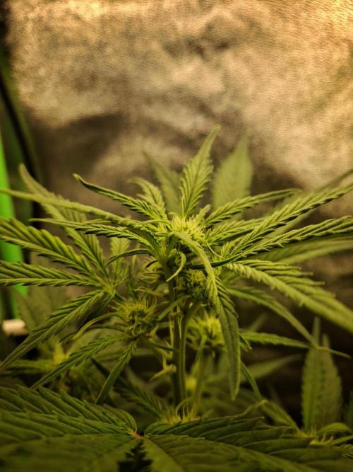 Sticky Orange XXL - Sensi Seeds. Week 4
