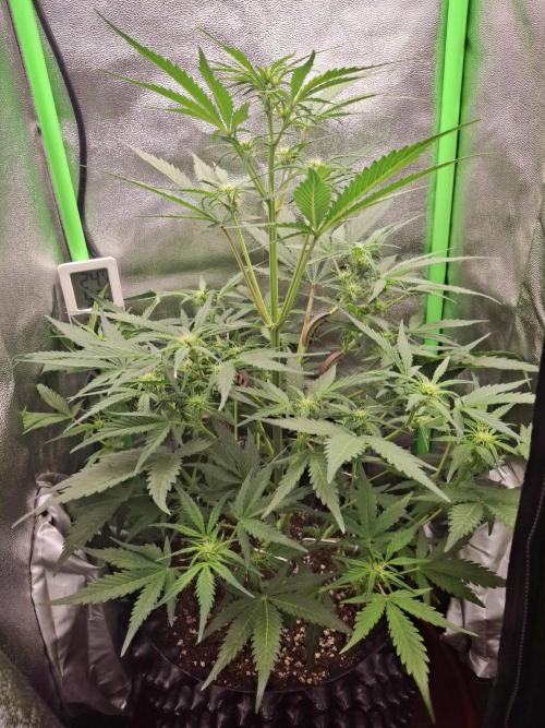 Sticky Orange XXL - Sensi Seeds. Week 4