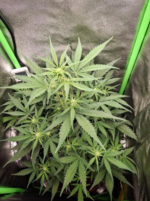 Sticky Orange XXL - Sensi Seeds. Week 4