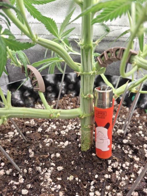 Sticky Orange XXL - Sensi Seeds. Week 4