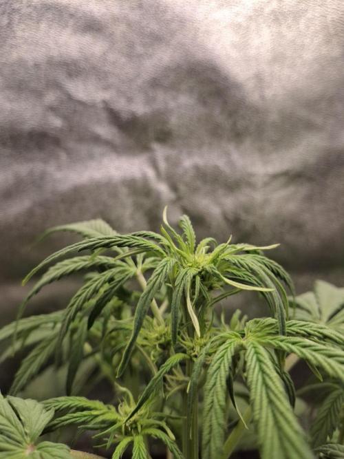 Sticky Orange XXL - Sensi Seeds. Week 4