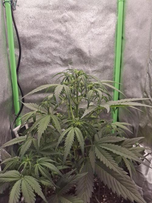 Sticky Orange XXL - Sensi Seeds. Week 4