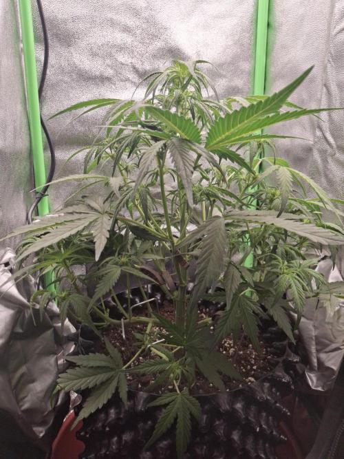 Sticky Orange XXL - Sensi Seeds. Week 4