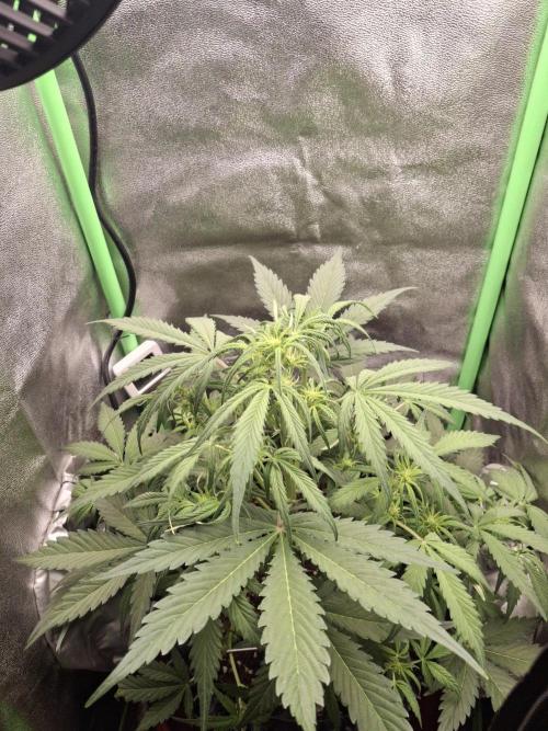 Sticky Orange XXL - Sensi Seeds. Week 4