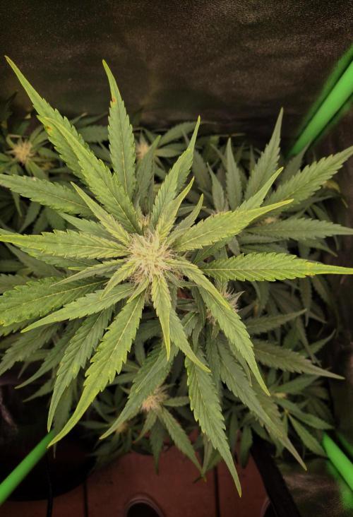 Sticky Orange XXL - Sensi Seeds. Week 5