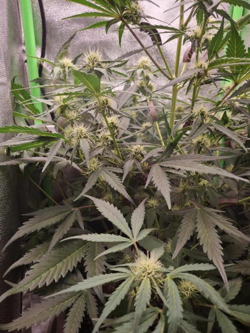 Sticky Orange XXL - Sensi Seeds. Week 5